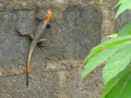 DSC00175
