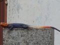 DSC00247