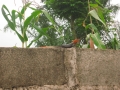 nigeria 210