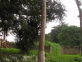 nigeria 246