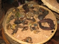 nigeria 303