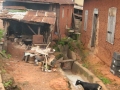 nigeria 314