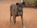 nigeria021