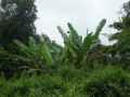 DSCN1117
